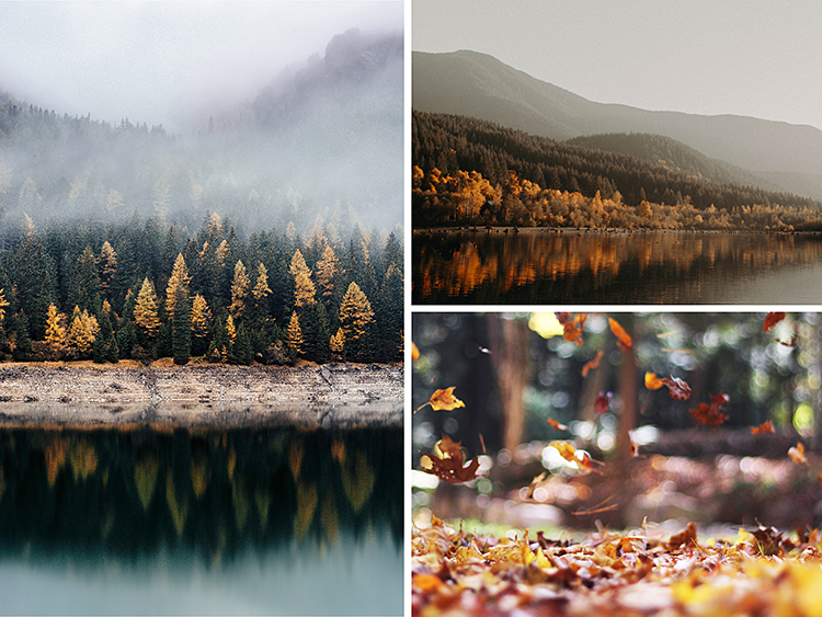 autumn-woods