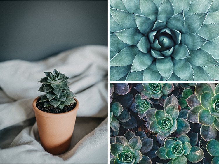 succulents